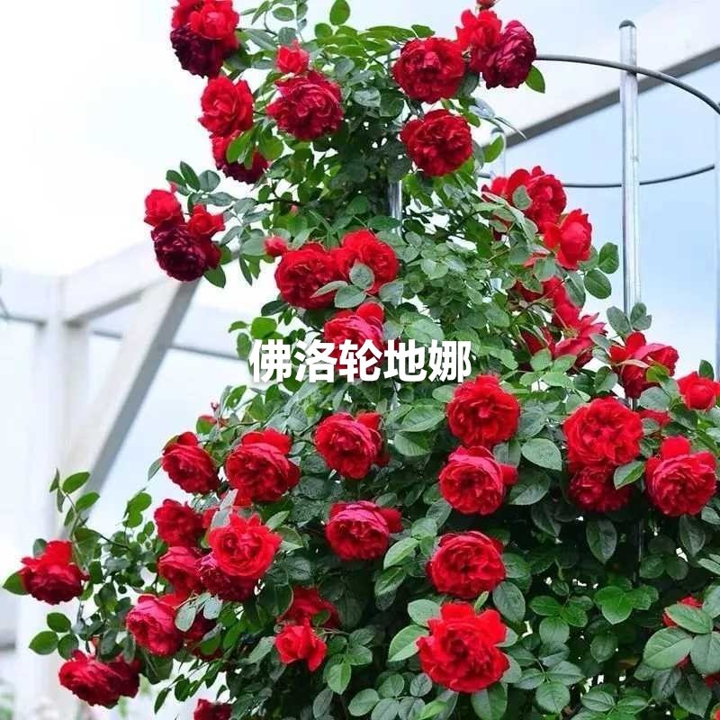 云南昆明直发进口无刺蔷薇花苗