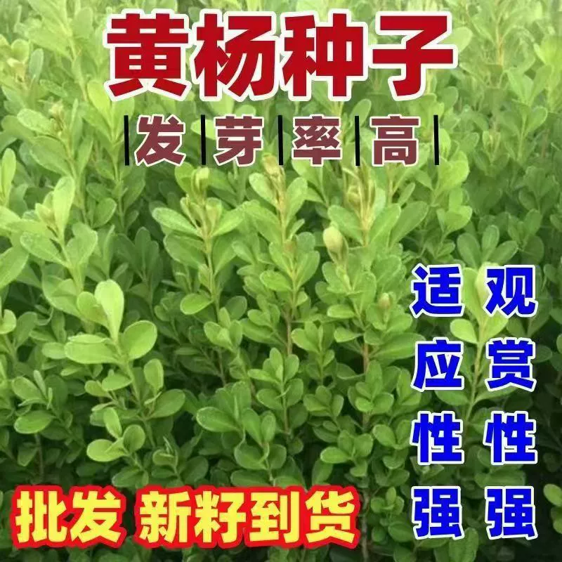 Новые цветные семена самшита, семена мелколистного самшита, самшит с птичьим языком, самшит с золотистыми краями, семена самшита с семенами дыни