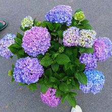 绣球花盆栽无尽夏绣球八仙花苗地栽庭院大苗四季耐寒花卉带花发货