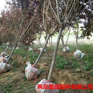 3���� ���~�Ҙ��� ���~���Ҙ��� �t���Ҙ���