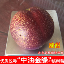 ҘmSҘ綬ҹϷͥԺNֲYҘ