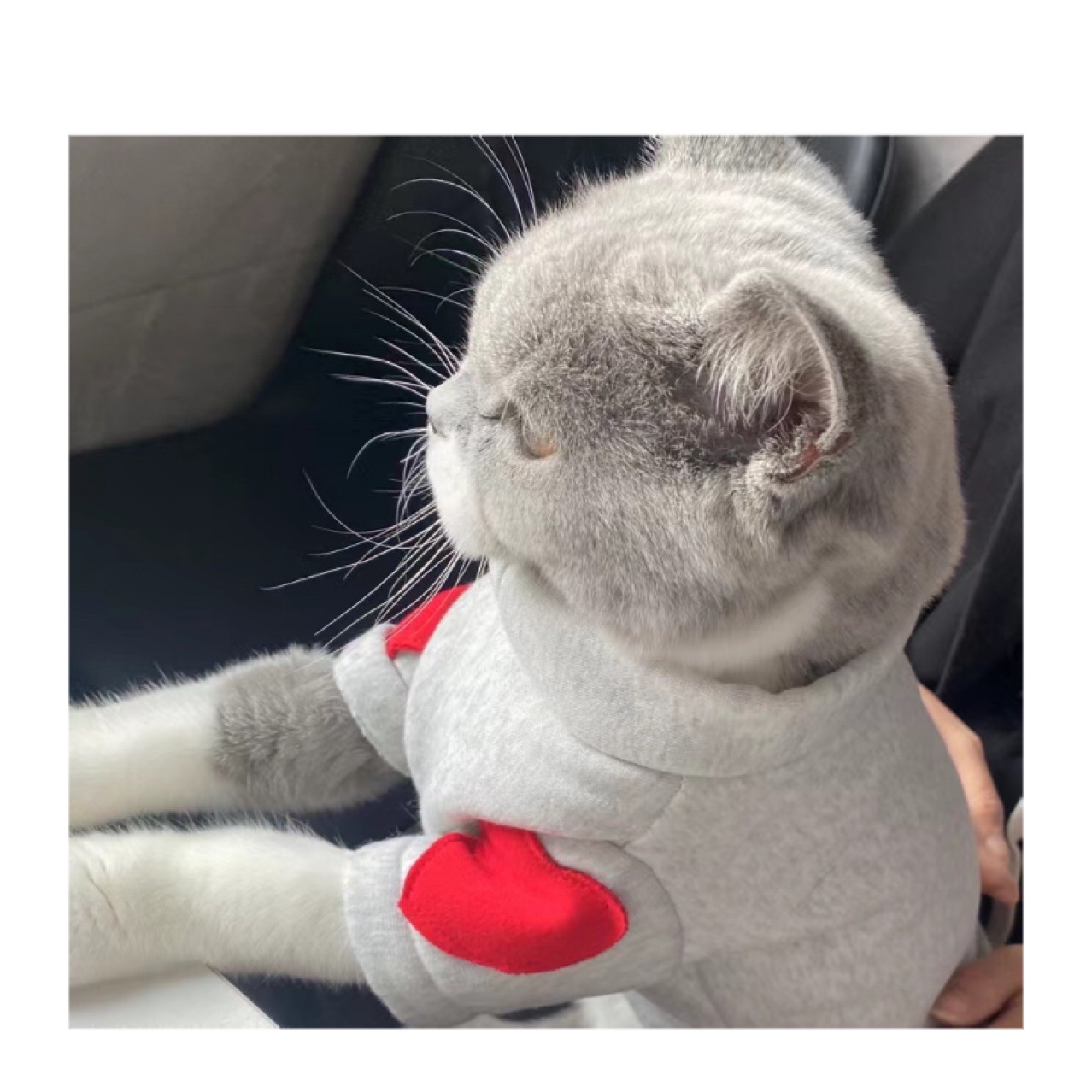 고양이, 개, 테디 애완동물, 포메라니안, 비숑, 요크셔, 원피스 드롭 배송 의류를 위한 한국 스타일 가을 겨울 플러스 벨벳 스웨트셔츠