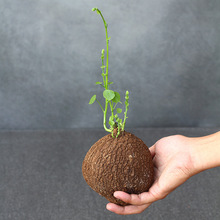 山乌龟盆栽金不换爬藤 趣味 植物盆景多肉植物块根办公室绿植花卉