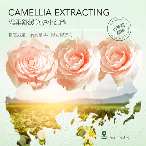QDQ Camellia Ekdoin Beauty Essence Emulsion Moisturizing and Replenishing Emulsion Firming and Moisturizing Firming Essence Emulsion