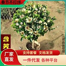 һ�����l��Ц����Gֲ���ԾG���ļ��������㻨��ֲ��ͥԺ�̨����