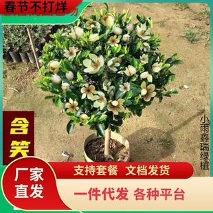 һ�����l��Ц����Gֲ���ԾG���ļ��������㻨��ֲ��ͥԺ�̨����