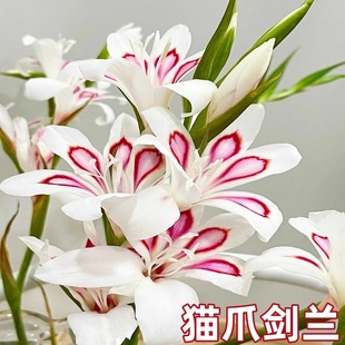 10���b�M�ڄ��m�����ѷN�������ͥԺ�����׻��͟Ứ���L���ㄦ�m