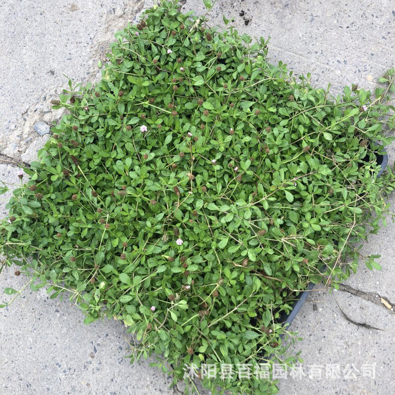 基地批发姬岩垂草方盘苗和180口径双色盆苗 耐旱耐踩的会开花草坪-阿里巴巴