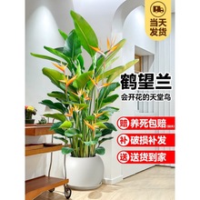 鹤望兰天堂鸟盆栽大型带花苞绿植办公室内外落地老桩四季常青好养