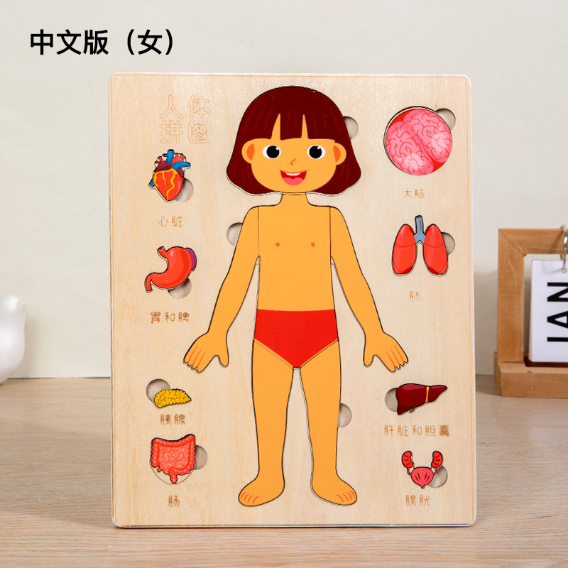 Ilustración científica de los niños estructura del cuerpo humano rompecabezas órgano anatomía hueso cognición educación temprana cuerpo vísceras rompecabezas juguete