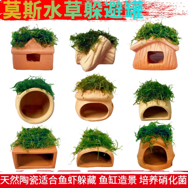 О ornamental аквариумные креветки набор, смешанные цвета и разновидности, набор нано-креветок, поедают водоросли