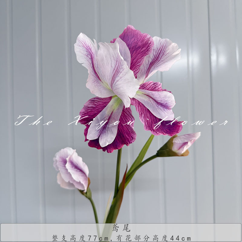 아이리스-바이컬러 퍼플