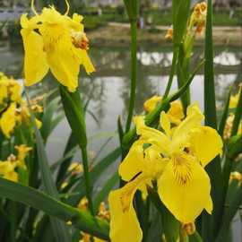 供应 黄花鸢尾苗 岸边栽植 水生花卉 黄菖蒲苗  仟花轩