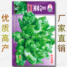 儿菜种子 约1000粒多子宝塔菜籽 抱子芥菜超生菜南充菜娃儿菜种籽