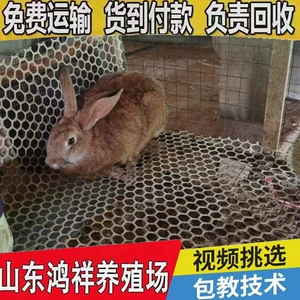 (Оптовые продажи), кролик, Бельгия, прямые продажи с завода