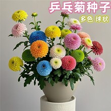 ƹ�ҾշN���߲ʶ�ɫ���ջ��ļ��׷N���҃����̨���ԾG�����N��