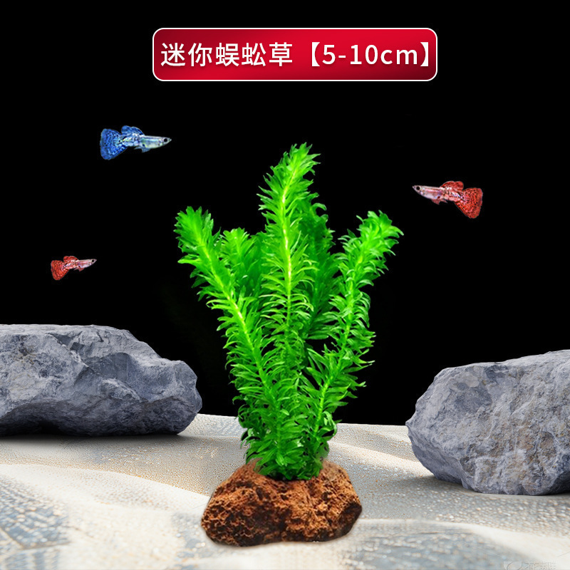 火山石水植物鱼缸净化水质懒人造景摆件全套底砂套餐性真|undefined