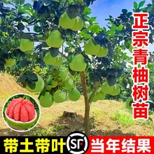 柚子树苗红心文旦冰糖嫁接果树果苗南北方种植盆栽庭院水果树马家