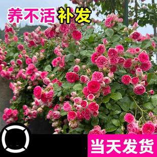 �ٱ��¼����糬΢��ϼ�Nޱ�����ش���֬��ͥԺ����õ���ļ��_��