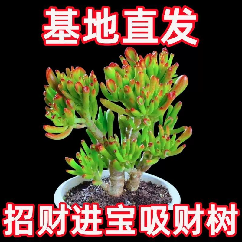 Привлекающий деньги суккулентный старый сучок, подходящий для начинающих, гостиная, легкое в уходе зеленое растение, комбинация горшечных растений на балконе, комнатное настольное растение.