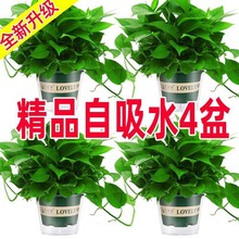 绿萝盆栽室内花卉绿植客厅水培绿萝苗植物大叶绿箩批发