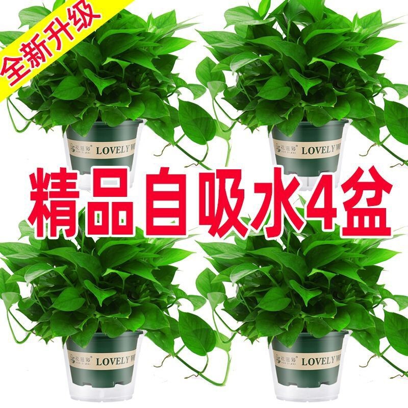 Pothos Potted Indoor Florals and Green Plants Living Room Hydroponic Pothos Seedlings Plants Large Leaf Green Basket Wholesale Pothos Potted Indoor Florals and Green Plants Living Room Hydroponic Pothos Seedlings Plants Large Leaf Green Basket Wholesale