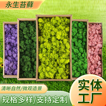 ̦�\�Z¹о����̦�\500g���滨�ľGֲ��b�diy�쾰ֲ�﹤ˇƷ