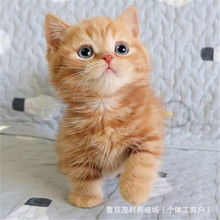 Ӣ����؈���w�������A��@؈�껨؈�ٰ�؈��؈�ڰ���ţ؈������؈