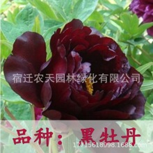（黑豹)初乌 菏泽牡丹花苗花卉大花千层重瓣开花盆栽庭院地栽稀有