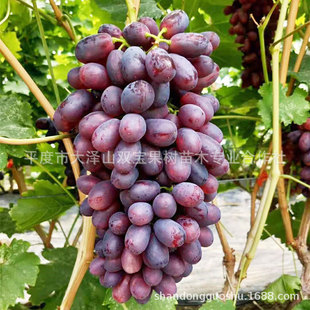 ����߮a ��ʢһ̖������ ɽ�|ƽ�ȴ��ɽ�������l��Ʒ�N������