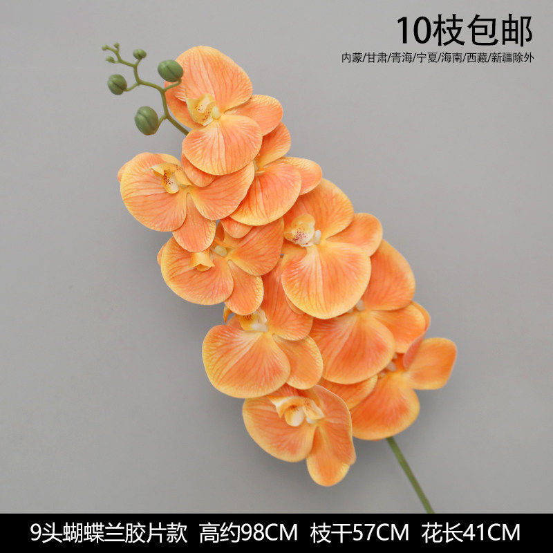 9头蝴蝶兰 胶片款
