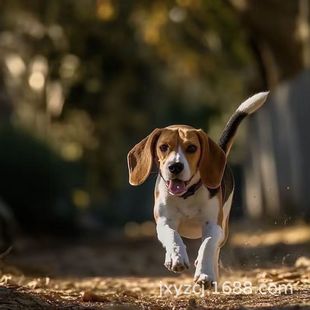 ���l���N�ȸ�Ȯ��Ȯ���w����С�����CȮ����Ȯ��HȮ���ﹷ����