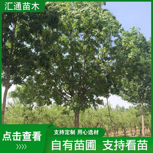 Clustered Ash Saplings, Garden Colorful Leaf Projects, Greening Seedlings, Can Be Planted in Parks, Street Trees, Ash Trees in All Seasons