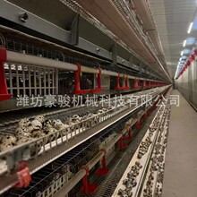 定制全自动鹌鹑笼层叠式产蛋设备镀锌自动喂料饮水清粪一体设备
