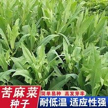 野生苦麻菜种子曲曲菜曲麻菜葛麻种籽原装四季蔬菜种子大全菜种子