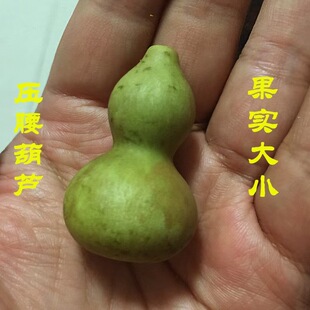 �S�����lС�����J�N�Ӂ������J�N������С���J���^�p������J�N��