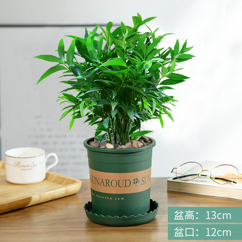 엄선된 대형 모기퇴치대나무 10그루(갤런 화분) + 영양액