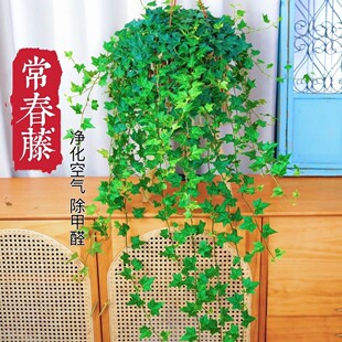 Ivy Long Vine Hanging Recommended All Year Round Evergreen Spider Plant Plant Bedroom New House Easy to Grow Potted Plant Aliexpress