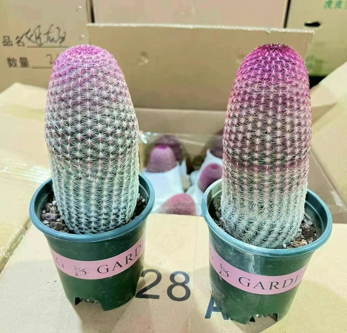 [База прямых поставок] кактус суккулентные растения маленькие горшечные цветы галлон бутик из корня Red Sun 24 pack