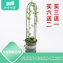 日本無刺薔薇種子 日本無刺薔薇種子批發 促銷價格 產地貨源 阿里巴巴