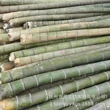 毛竹搭建蔬菜鸡鸭养殖大棚长竹子建筑搭架大毛竹楠竹源头产地