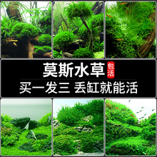 狂水草鱼缸造景莫斯水草懒人水培真植物套餐阴性前景珊瑚慕斯树