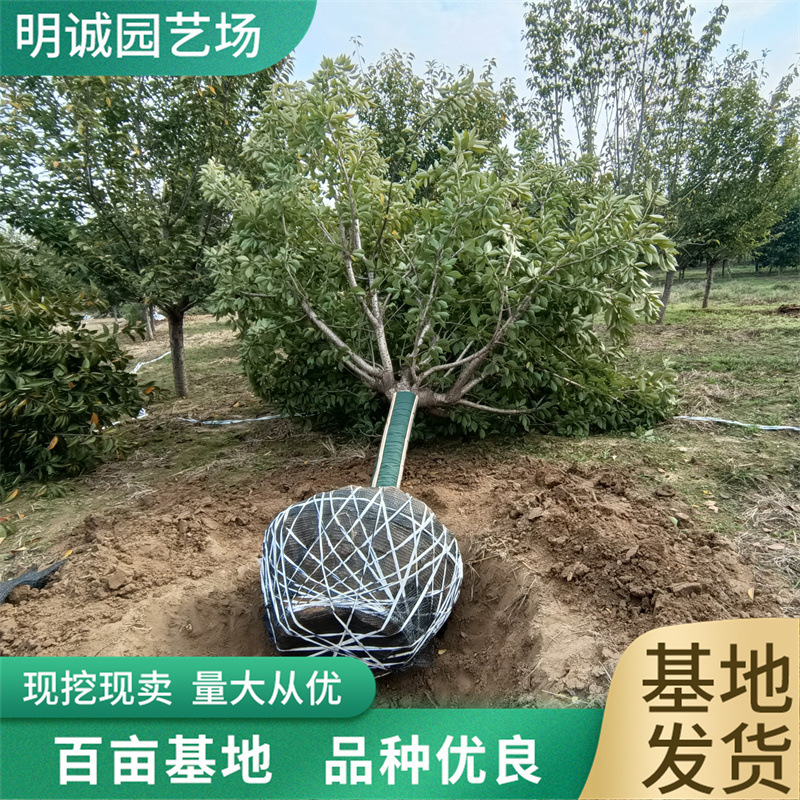 园林清地樱花树苗樱花树南北方种植日本晚樱8公分庭院风景苗