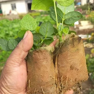 优质绿化苗 成活率高 耐寒耐旱 产地直发
