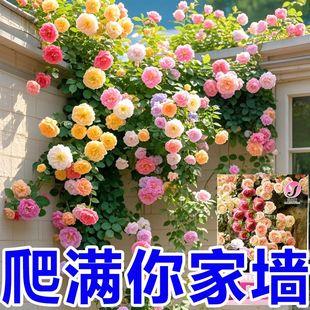 Climbing Expert Rose Flower Seeds Rose Seeds Large Flowers Large Flowers Easy to Plant for Novices Easy to Plant All over the Wall Easy to Grow