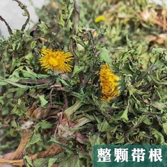 新品、野生タンポポ全株、本物のタンポポ茶、特級タンポポ全根、水に浸して飲める、食用