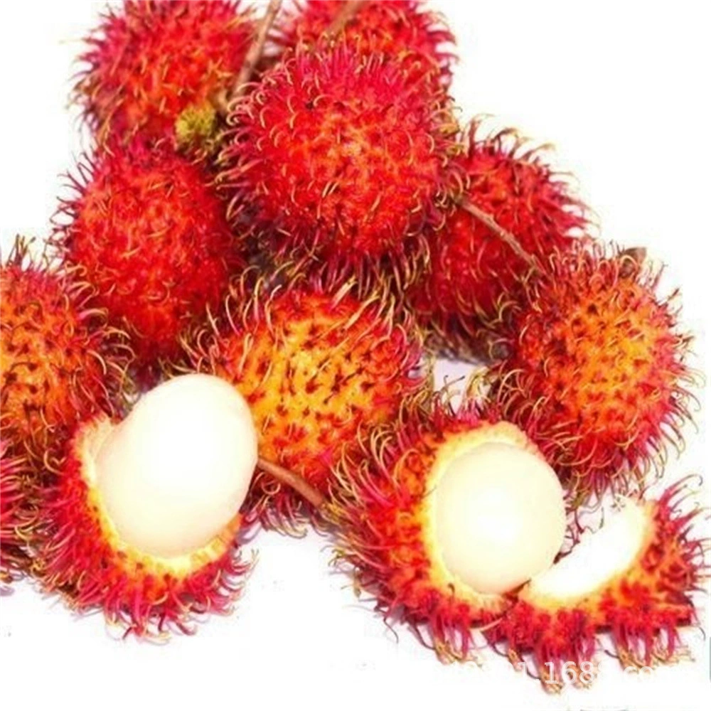 Саженцы фруктовых деревьев Хайнань Аутентичные рамбутан саженцы деревьев двухсезонные волосатые личи саженцы фруктов в горшках сад юг и север посадка