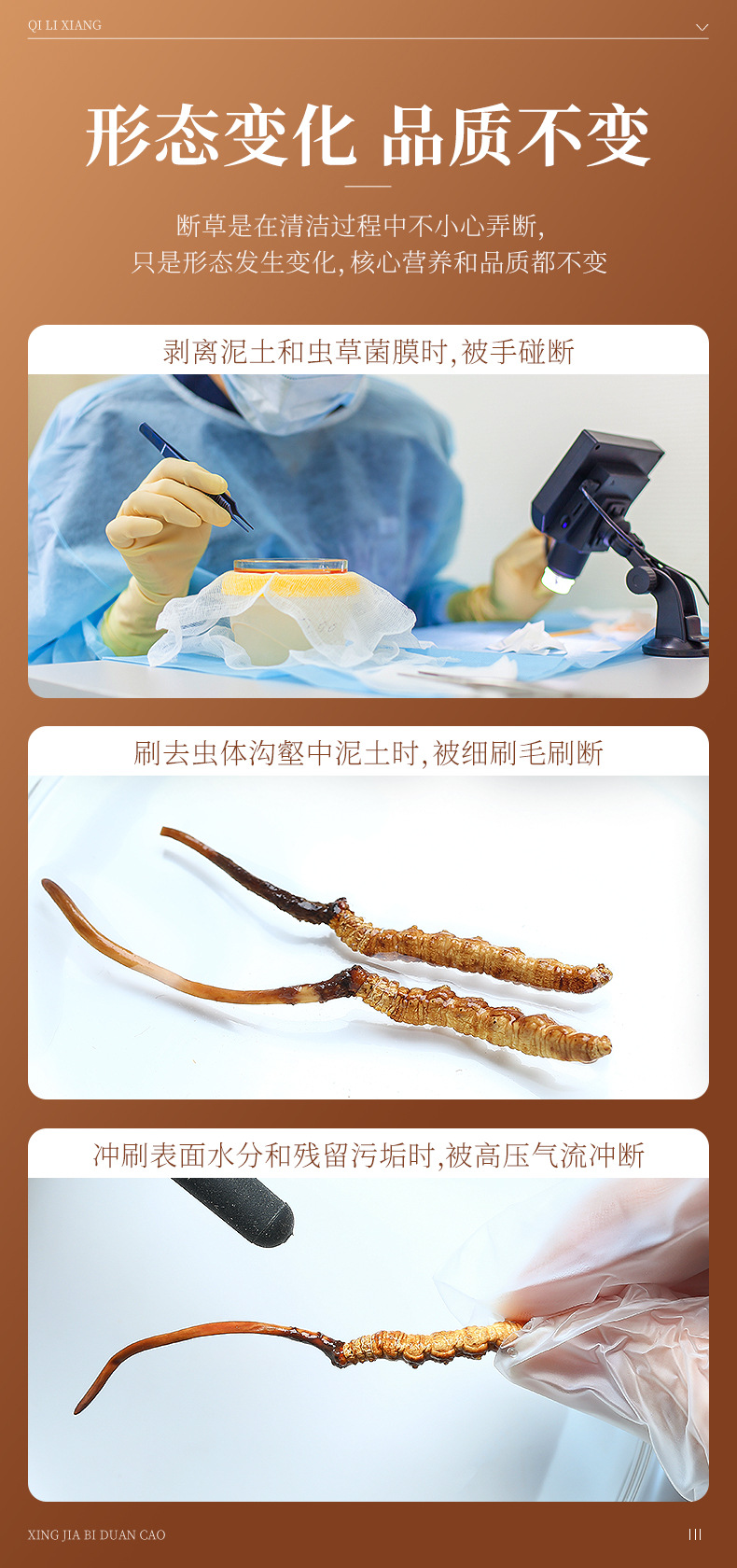 Dried Cordyceps Sinensis Broken Stems 5g Jar Tibetan Plateau Whole Dried Cordyceps for Cooking specifications