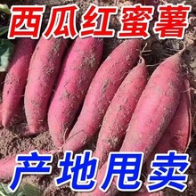 新鲜红薯软糯香甜地瓜番薯黄红心山芋红苕2-10斤混批