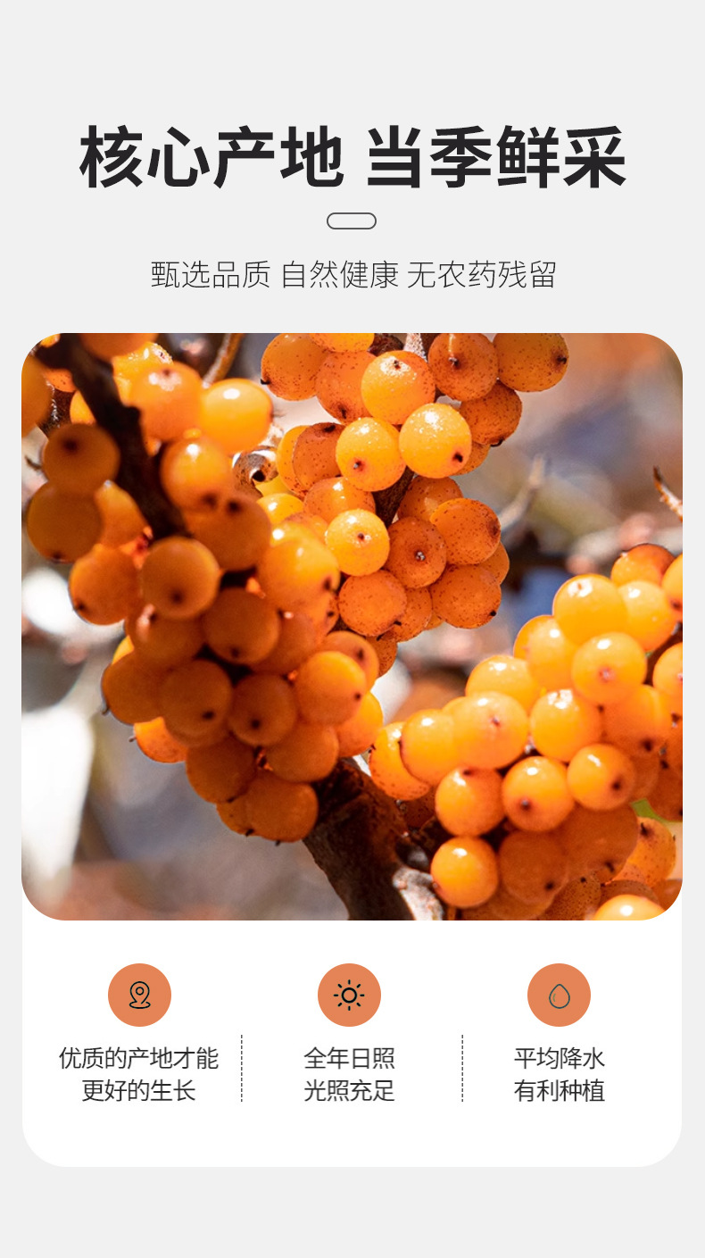 Dried Sea Buckthorn Berries Sha Ji 果 500g Food Grade Herbal Fruit for Tea and Infusions quality and texture